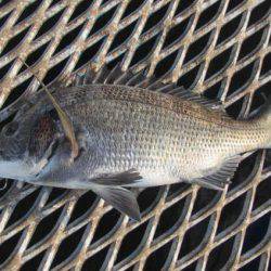 オリジナルメーカー海づり公園(市原市海づり施設) 釣果