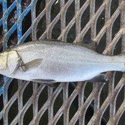 オリジナルメーカー海づり公園(市原市海づり施設) 釣果