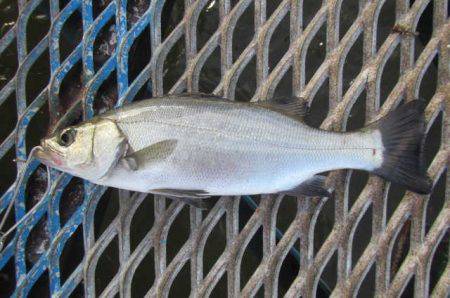 オリジナルメーカー海づり公園(市原市海づり施設) 釣果