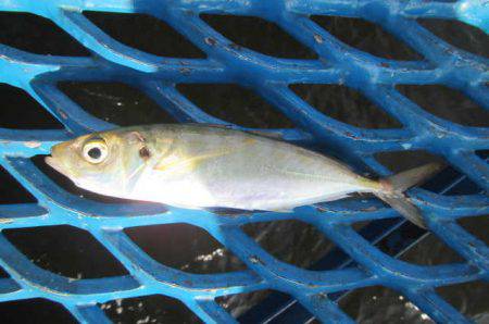 オリジナルメーカー海づり公園(市原市海づり施設) 釣果