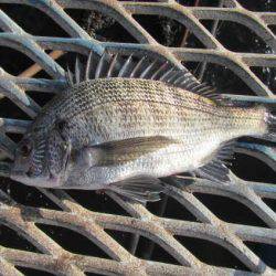 オリジナルメーカー海づり公園(市原市海づり施設) 釣果