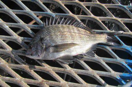 オリジナルメーカー海づり公園(市原市海づり施設) 釣果