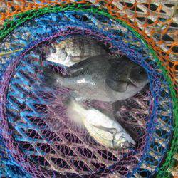 オリジナルメーカー海づり公園(市原市海づり施設) 釣果