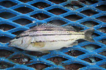 オリジナルメーカー海づり公園(市原市海づり施設) 釣果
