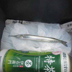 オリジナルメーカー海づり公園(市原市海づり施設) 釣果