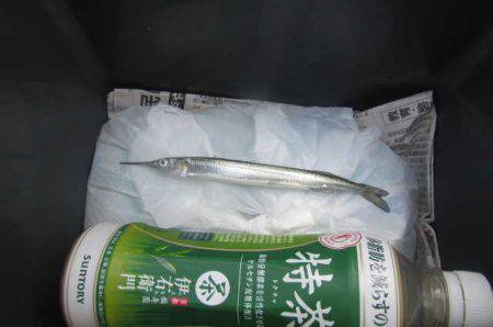 オリジナルメーカー海づり公園(市原市海づり施設) 釣果