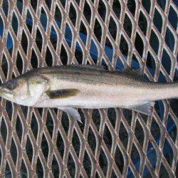 オリジナルメーカー海づり公園(市原市海づり施設) 釣果