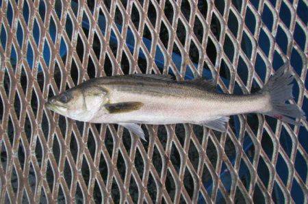 オリジナルメーカー海づり公園(市原市海づり…