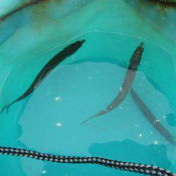 オリジナルメーカー海づり公園(市原市海づり施設) 釣果