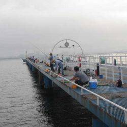 オリジナルメーカー海づり公園(市原市海づり施設) 釣果