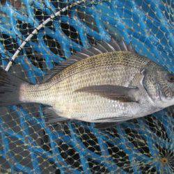 オリジナルメーカー海づり公園(市原市海づり施設) 釣果