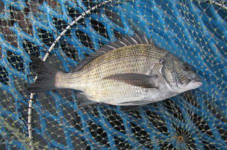 オリジナルメーカー海づり公園(市原市海づり…