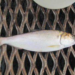 オリジナルメーカー海づり公園(市原市海づり施設) 釣果