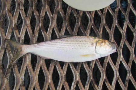 オリジナルメーカー海づり公園(市原市海づり施設) 釣果