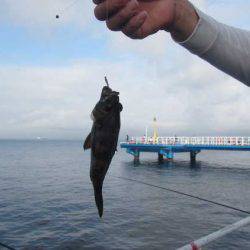 オリジナルメーカー海づり公園(市原市海づり施設) 釣果