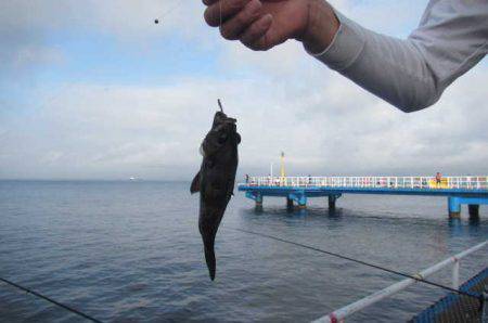 オリジナルメーカー海づり公園(市原市海づり施設) 釣果