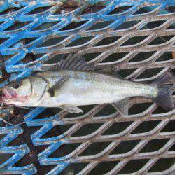 オリジナルメーカー海づり公園(市原市海づり施設) 釣果