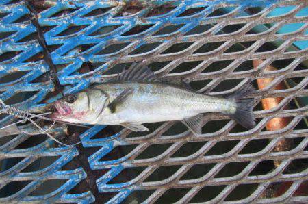 オリジナルメーカー海づり公園(市原市海づり施設) 釣果