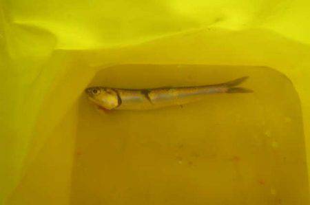 オリジナルメーカー海づり公園(市原市海づり施設) 釣果