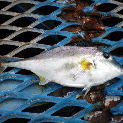 オリジナルメーカー海づり公園(市原市海づり施設) 釣果