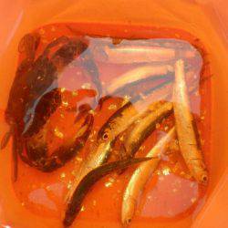 オリジナルメーカー海づり公園(市原市海づり施設) 釣果