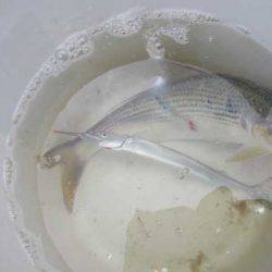 オリジナルメーカー海づり公園(市原市海づり施設) 釣果