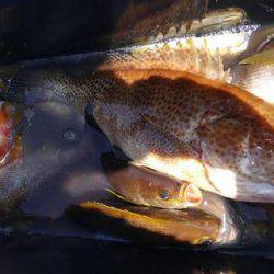 遊漁船 新鋭丸 釣果