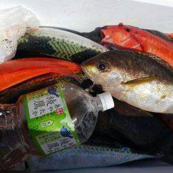 遊漁船 新鋭丸 釣果