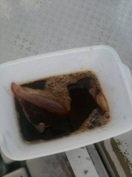 海季丸(みきまる) 釣果