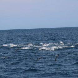 へいみつ丸 釣果