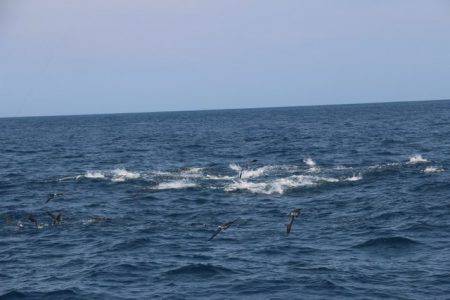 へいみつ丸 釣果