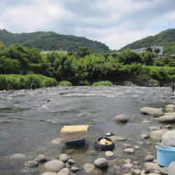 狩野川(狩野川漁業協同組合) 釣果
