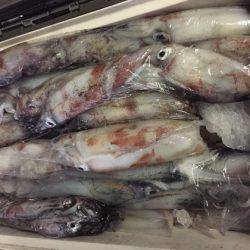 幸風（さちかぜ） 釣果