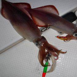 BlueNote Fishing Taxi 釣果