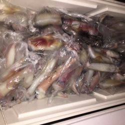 幸風（さちかぜ） 釣果