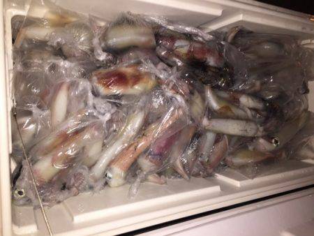 幸風（さちかぜ） 釣果