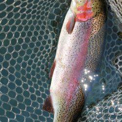 小菅トラウトガーデン 釣果