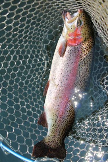 小菅トラウトガーデン 釣果