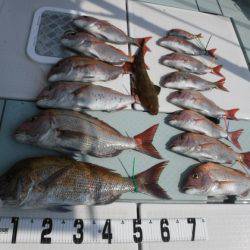 遊漁船 幸友丸 釣果