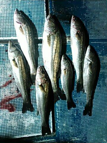 フィッシングガイド りょう 釣果