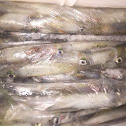 幸風（さちかぜ） 釣果