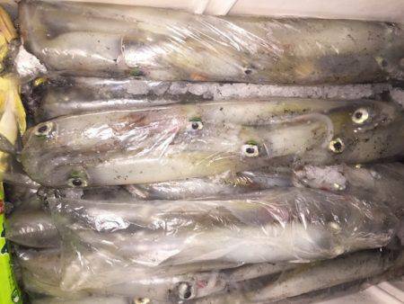 幸風（さちかぜ） 釣果