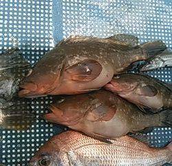 フィッシングガイド りょう 釣果