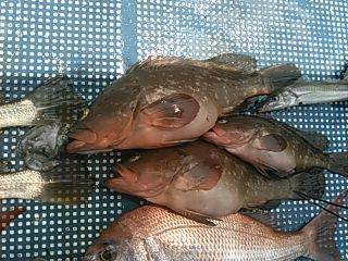 フィッシングガイド りょう 釣果