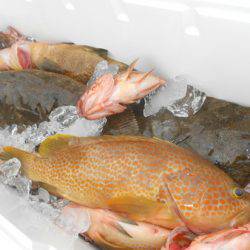 こうゆう丸 釣果