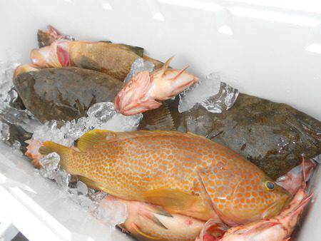 こうゆう丸 釣果