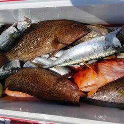 遊漁船 新鋭丸 釣果