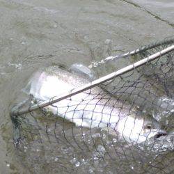 フィッシングレイクたかみや 釣果