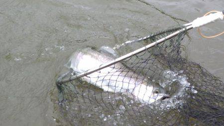 フィッシングレイクたかみや 釣果