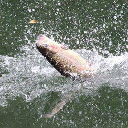 小菅トラウトガーデン 釣果